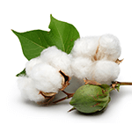 Cotton