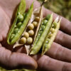 Soyabin for sale