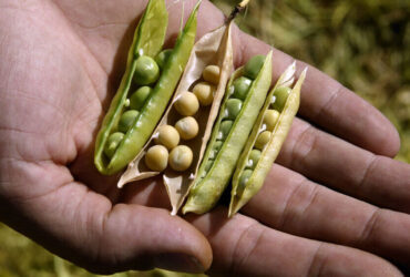 Soyabin for sale